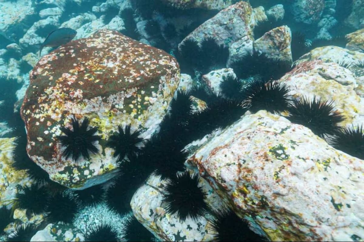 Australia Pays Indigenous Divers to Fight Sea Urchin Plague - Image 2