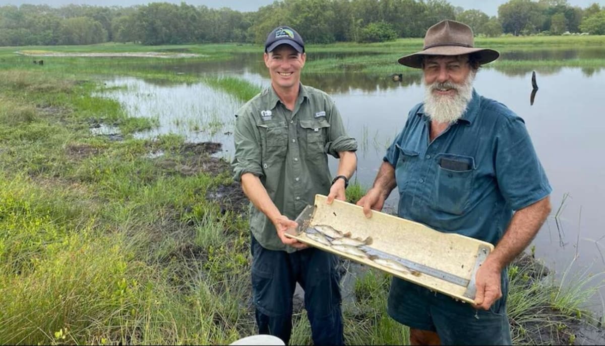Queensland Removes Tidal Gates, Brings Mangroves Back to Life - Image 2
