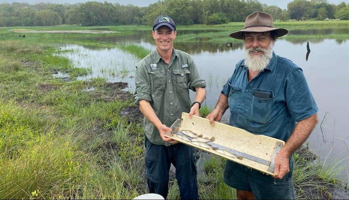 Two men standing in restored Queensland wetland searching for juvenile barramundi fish in brackish water