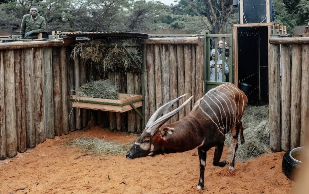 Rare Bongos Return to Kenya Forest After Years Missing - Image 4