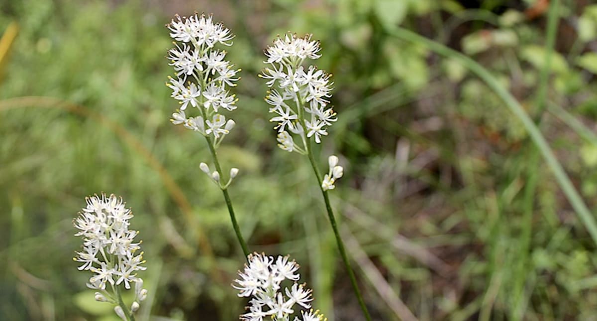 New Wildflower Species Discovered in New Jersey Pine Barrens