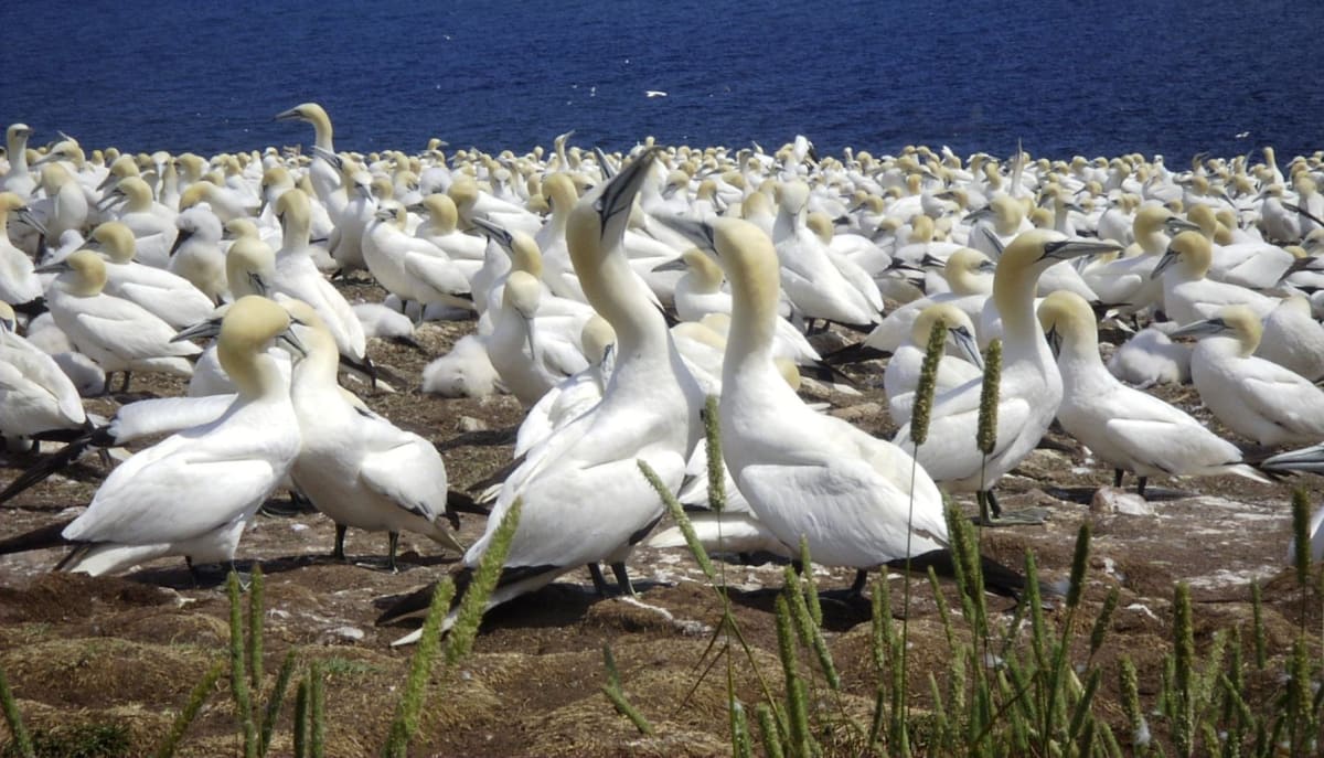 Northern gannets nesting on rocky cliffs of Bonaventure Island in Quebec, Canada