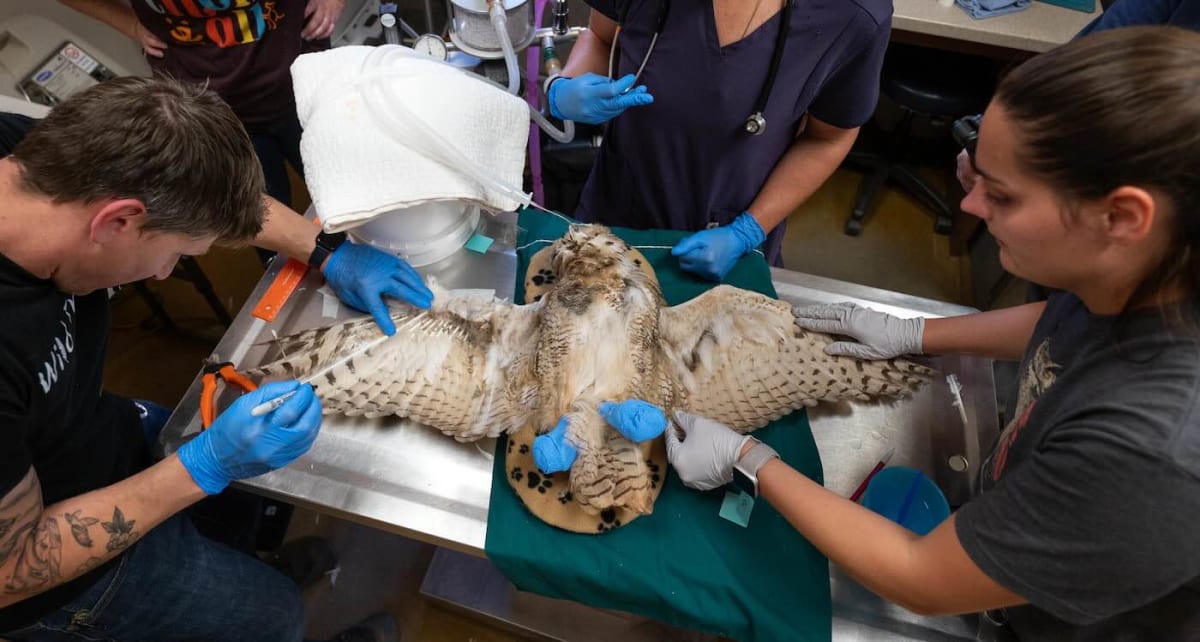 Owl Gets Feather Transplant After Concrete Mixer Rescue - Image 3