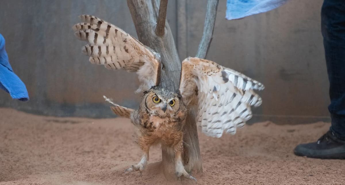 Great horned owl in aviary during rehabilitation at Best Friends Animal Society sanctuary