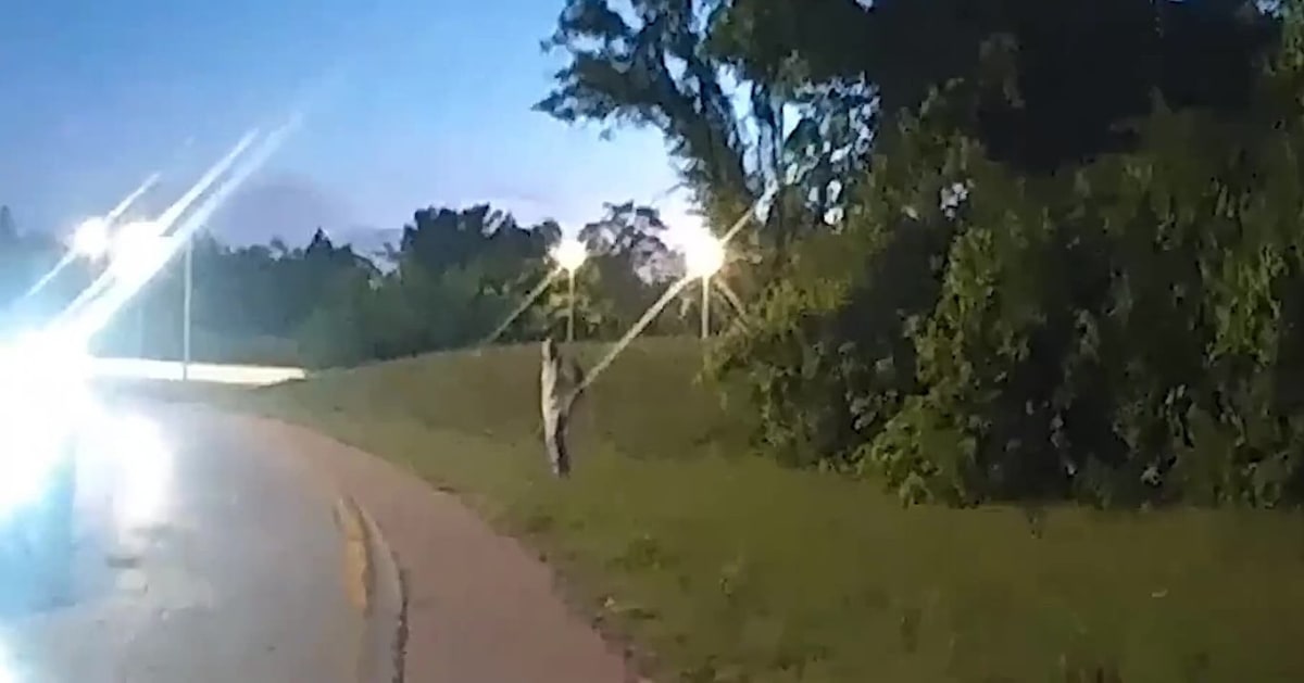 British Cop Saves Nashville Officer's Life on Vacation - Image 2