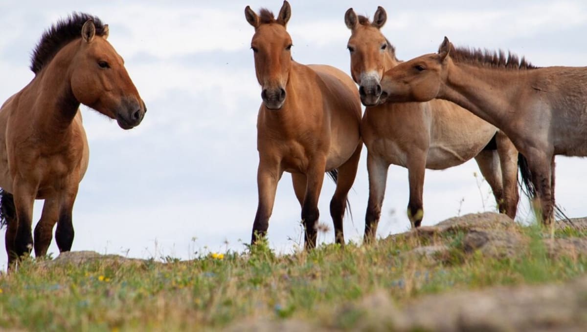 China's Wild Horse Population Hits 900 After 40-Year Rescue - Image 2