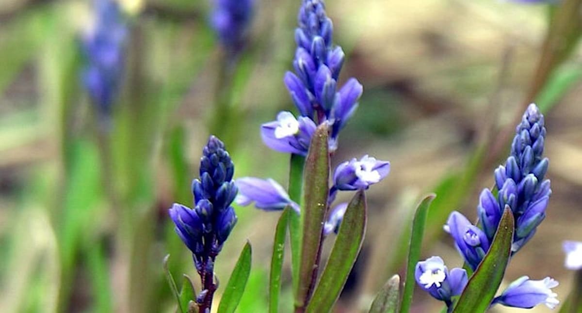 Rare Kentish Milkwort Explodes to 1,245 Plants in UK