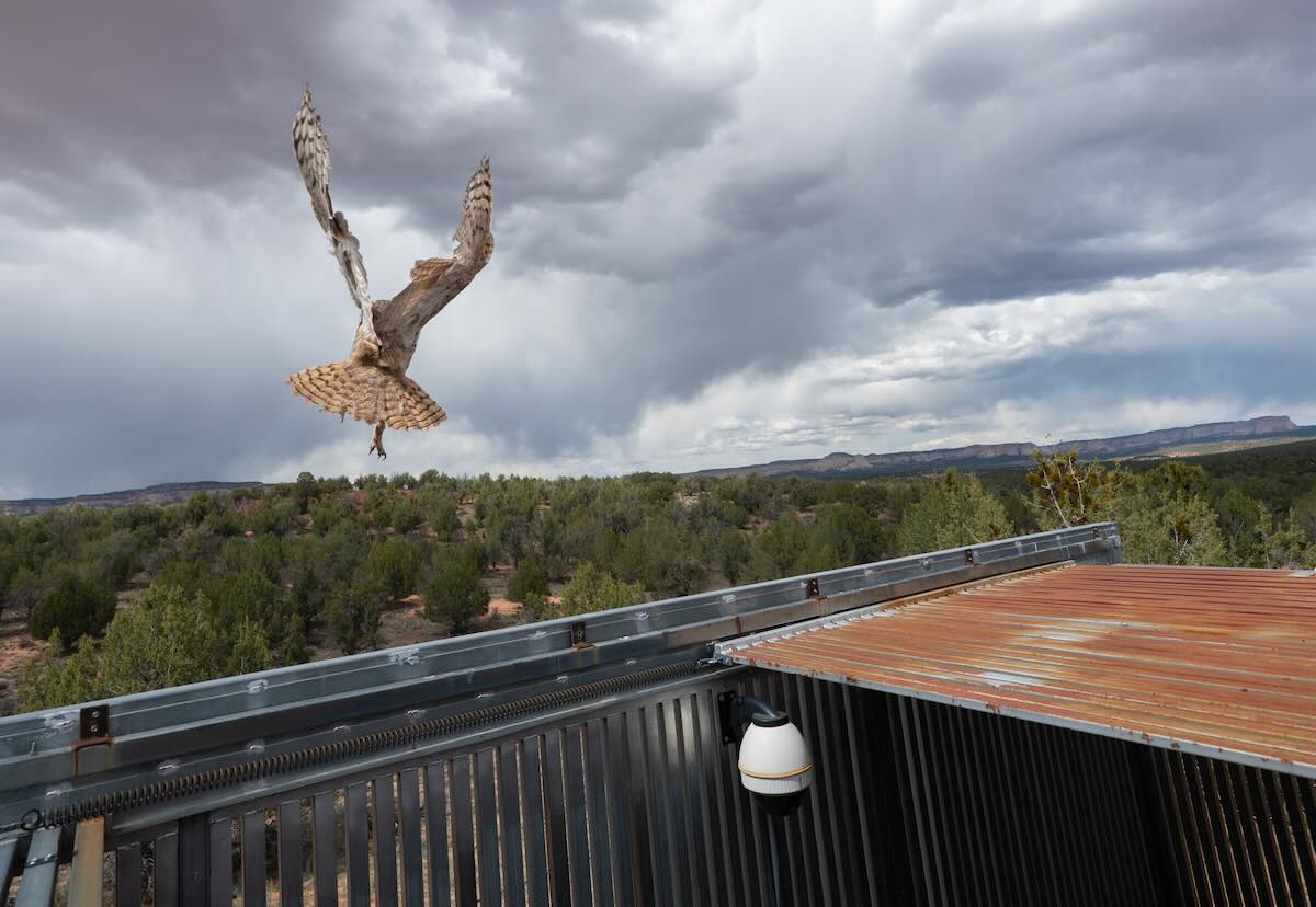Owl Gets Feather Transplant After Concrete Mixer Rescue - Image 4