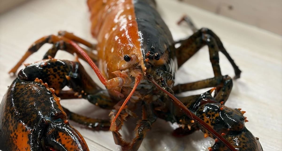 One in 50 Million Lobster Donated to Cape Cod Aquarium