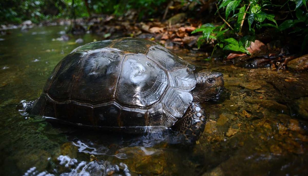 Nagaland Turns Tortoise Hunters Into Conservation Heroes