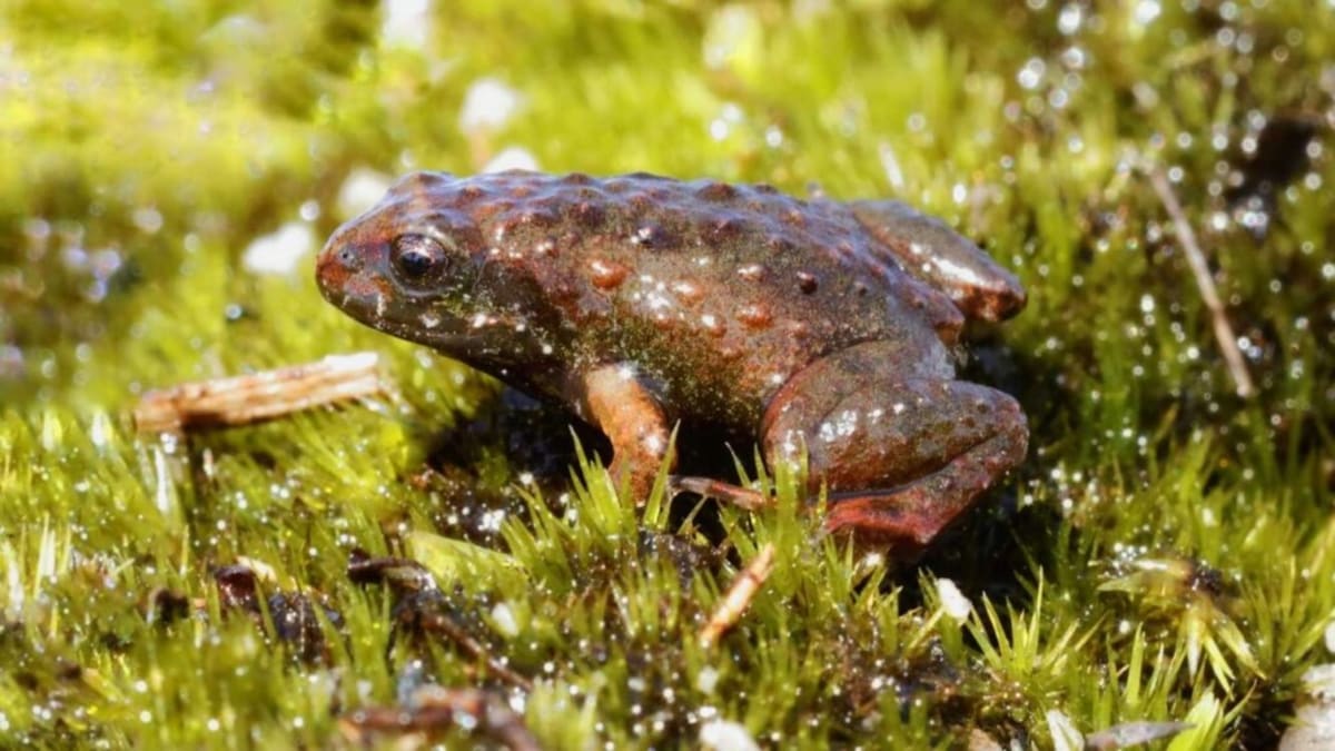 South Africa Restores 13,000 Acres, Saves Endangered Species