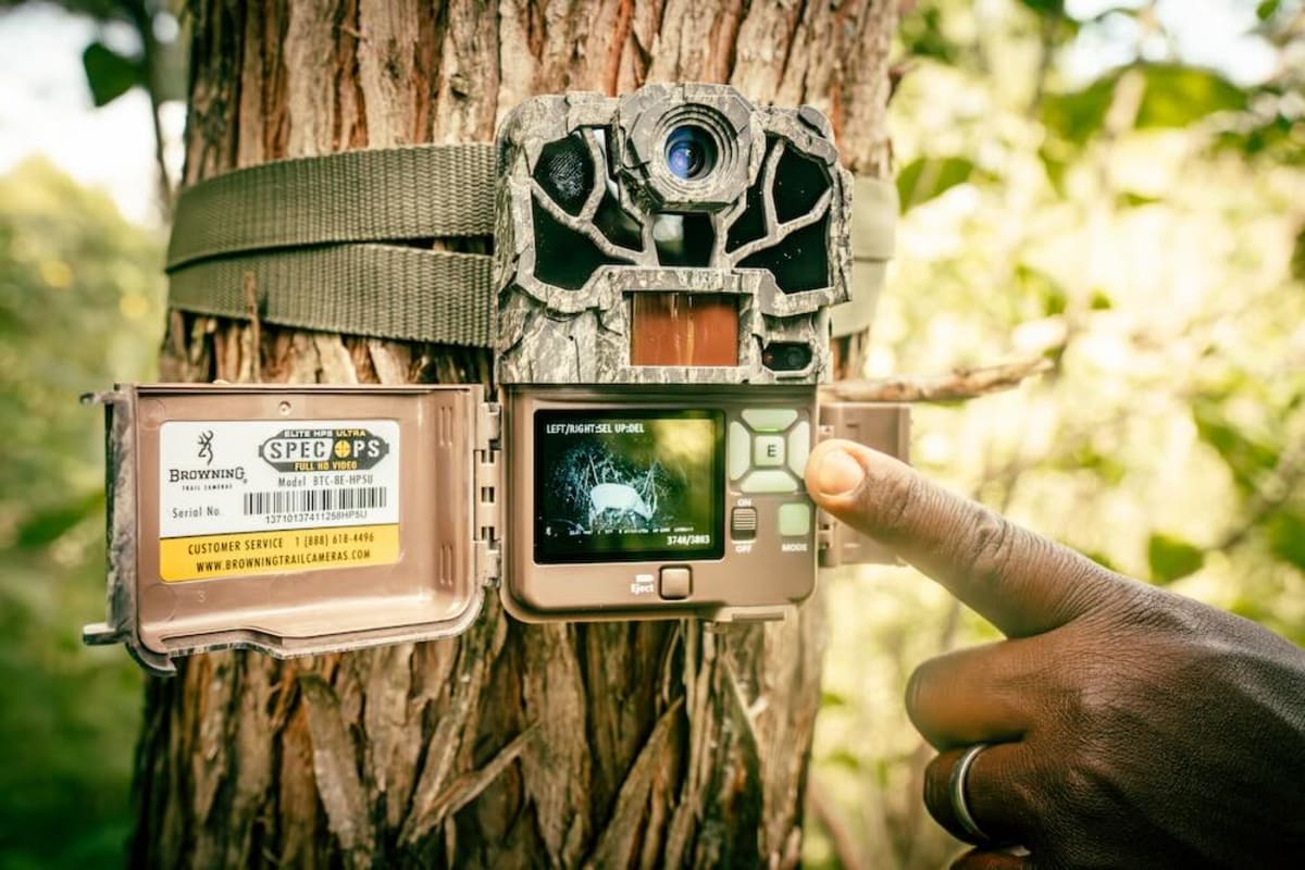 Rare Bongos Return to Kenya Forest After Years Missing - Image 3