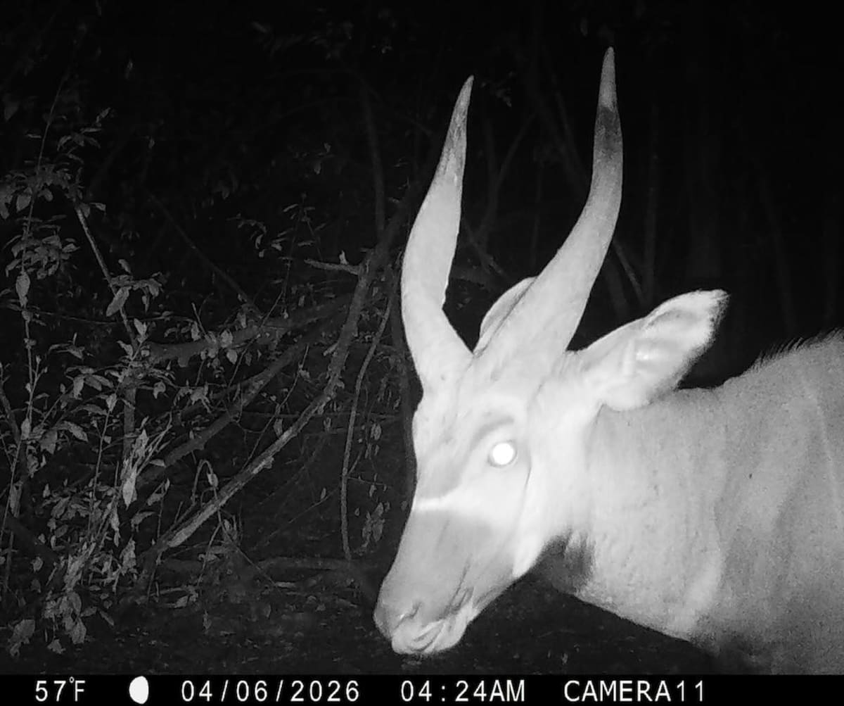 Rare Bongos Return to Kenya Forest After Years Missing - Image 2