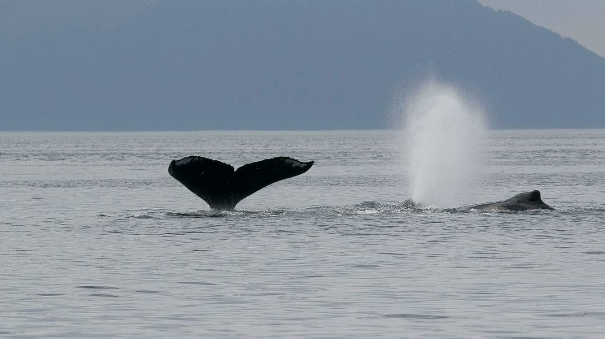 Grey whale surfacing and breathing in San Francisco Bay with thermal detection overlay