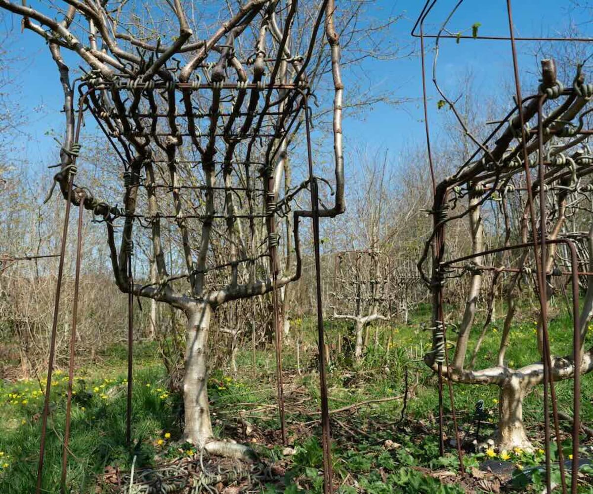 British Couple Grows Chairs Directly on Living Trees - Image 4