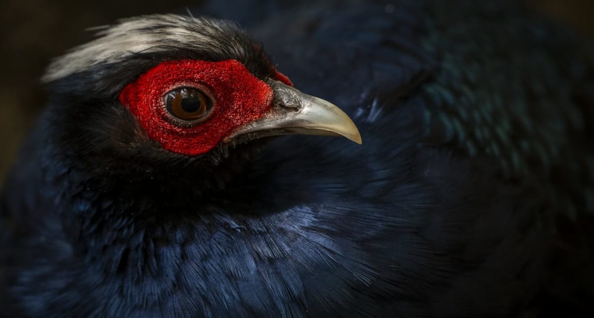 Vietnam Pheasant Returns to Wild After 20 Years Extinct