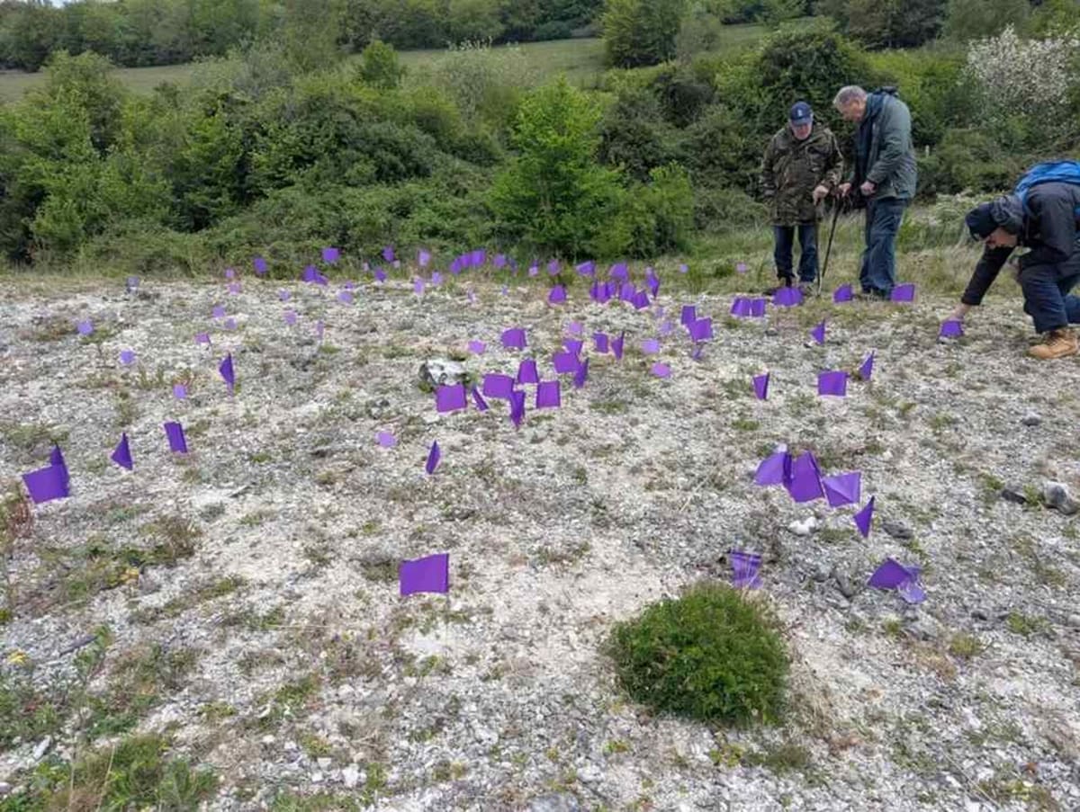Rare Kentish Milkwort Explodes to 1,245 Plants in UK - Image 2