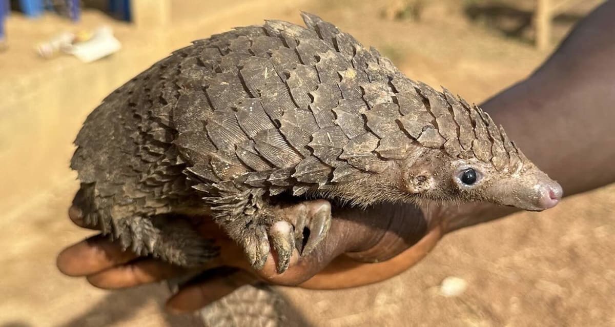 DNA Tracing Pinpoints Pangolin Poaching Hotspots