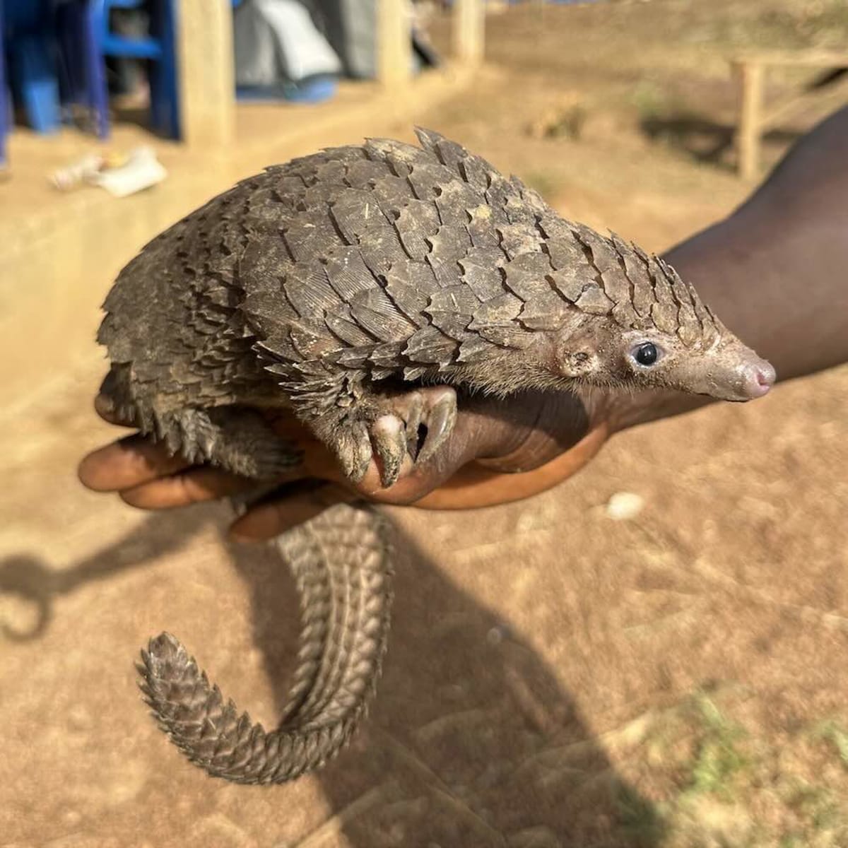 DNA Tracing Pinpoints Pangolin Poaching Hotspots - Image 2