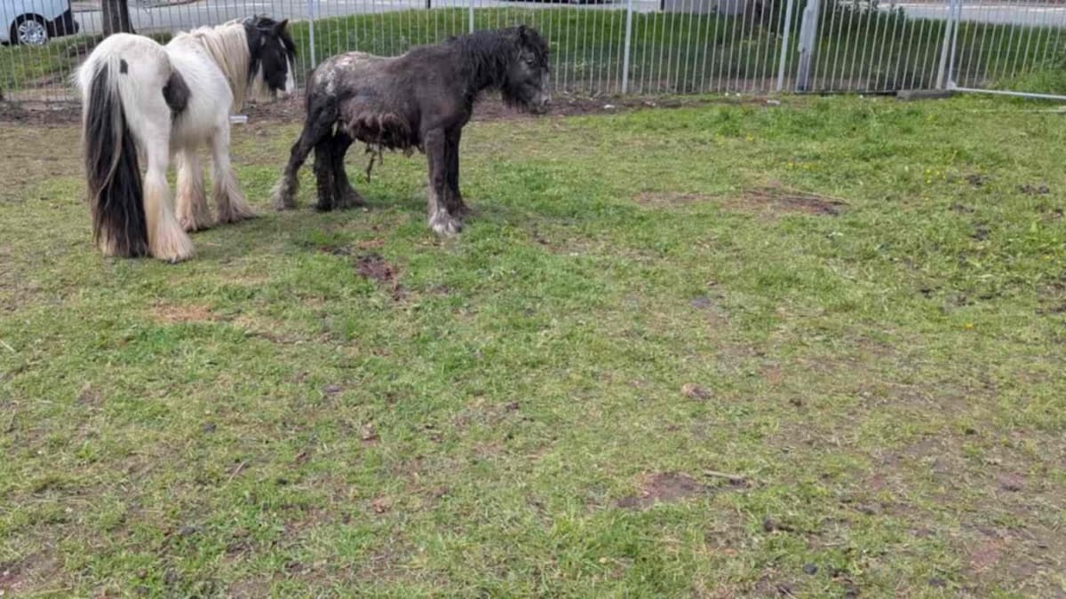 Pony Rescued from Tractor Tire in Stoke-on-Trent - Image 3