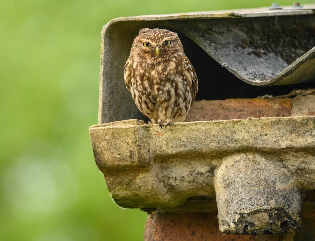 Owls Reclaim UK Coal Mine 50 Years After Closure - Image 5