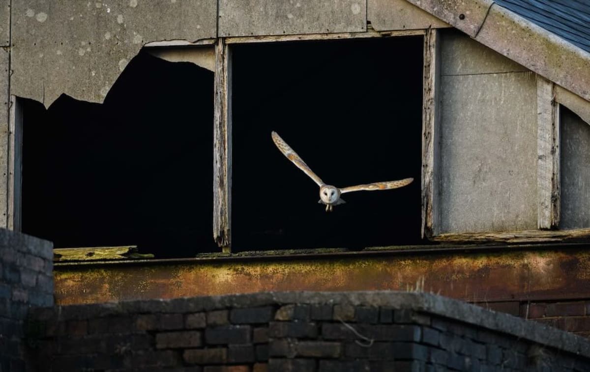 Owls Reclaim UK Coal Mine 50 Years After Closure - Image 2