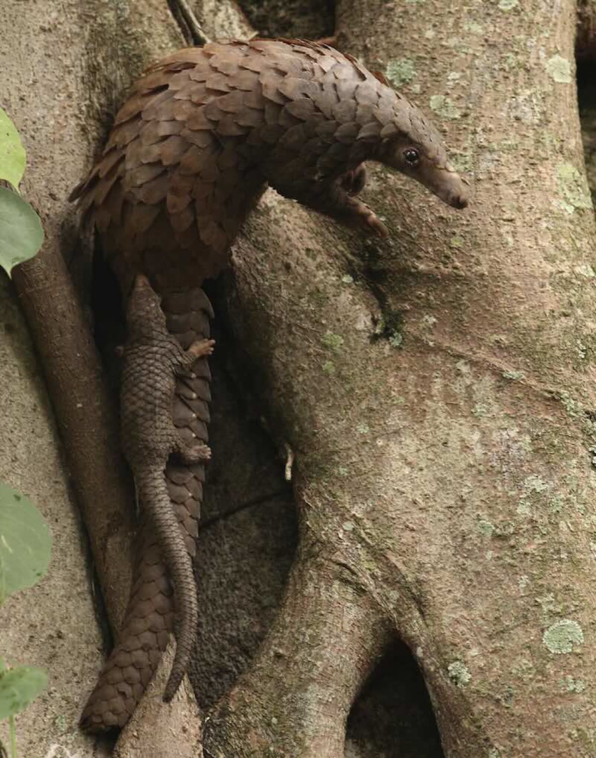 DNA Tracing Pinpoints Pangolin Poaching Hotspots - Image 3