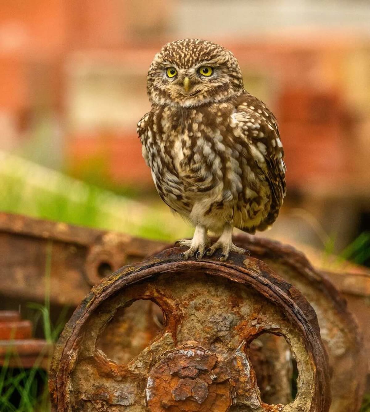 Owls Reclaim UK Coal Mine 50 Years After Closure - Image 3
