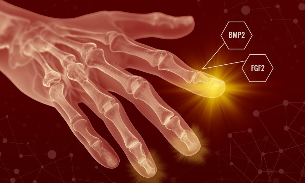 Scientists Unlock Human Regeneration Using 2 Growth Factors