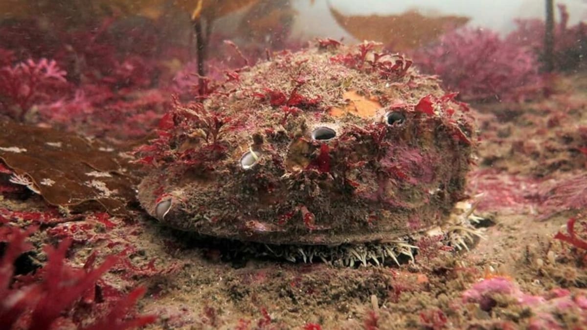 White Abalone Found After 5 Years Off California Coast - Image 2