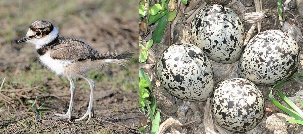 Speckled killdeer eggs nestled in shallow ground nest surrounded by sparse vegetation and pebbles
