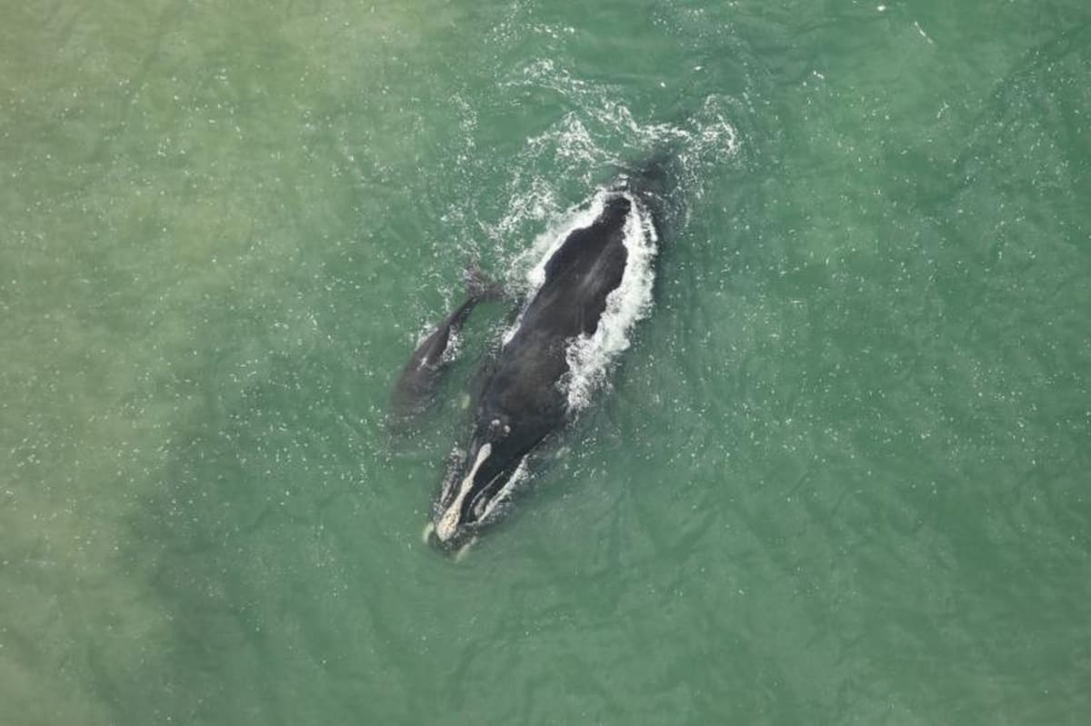 23 Right Whale Calves Born This Year, Most Since 2009