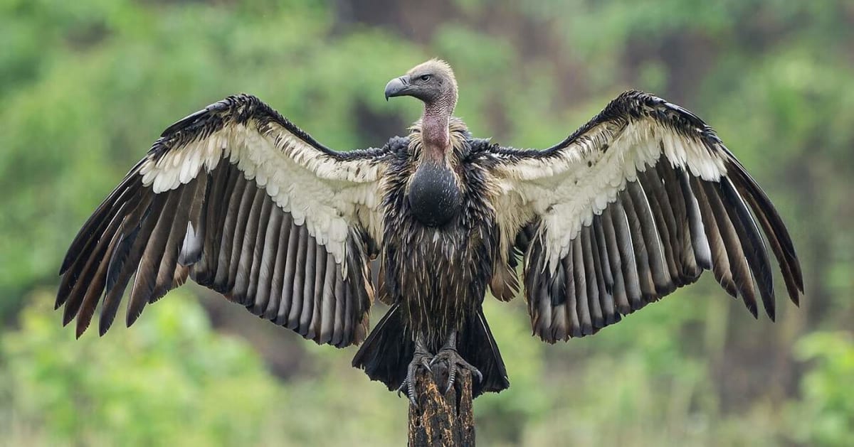 Rare Vulture Returns to Cambodia Refuge After 10 Years