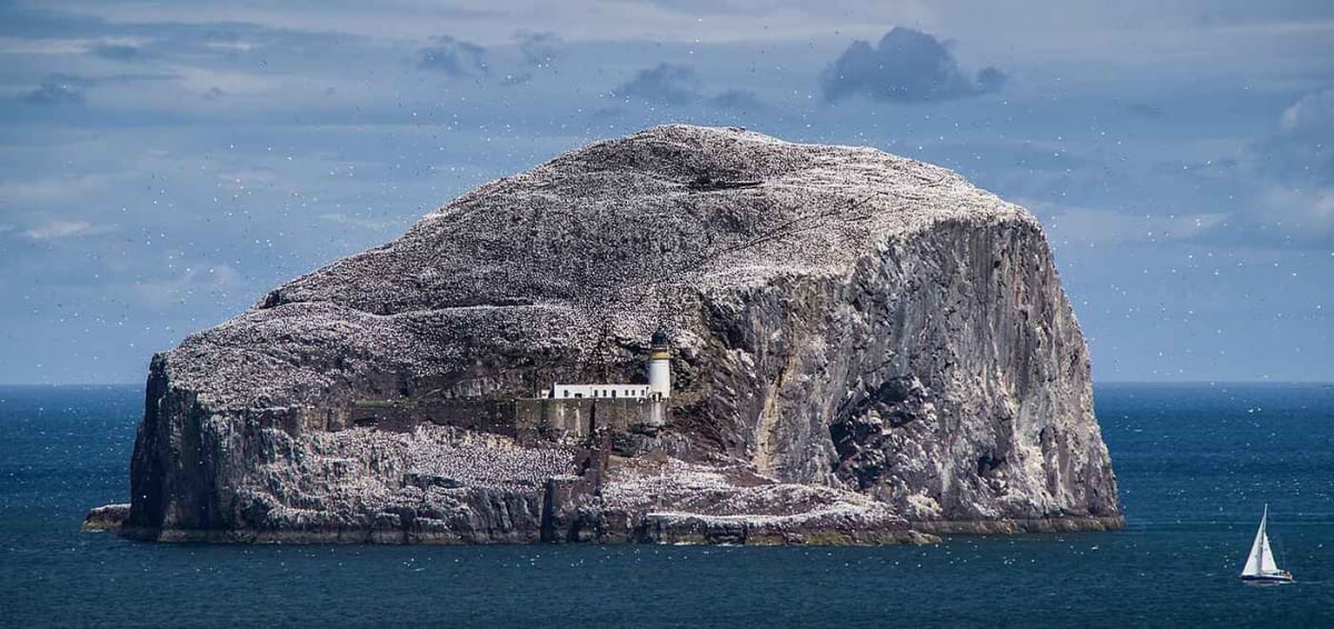 Bass Rock island covered with thousands of white gannets nesting among historic castle ruins