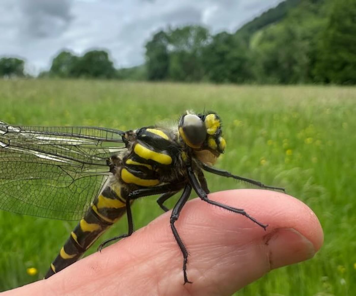 Britain's Longest Dragonfly Hitches Ride on Woman's Thumb - Image 4