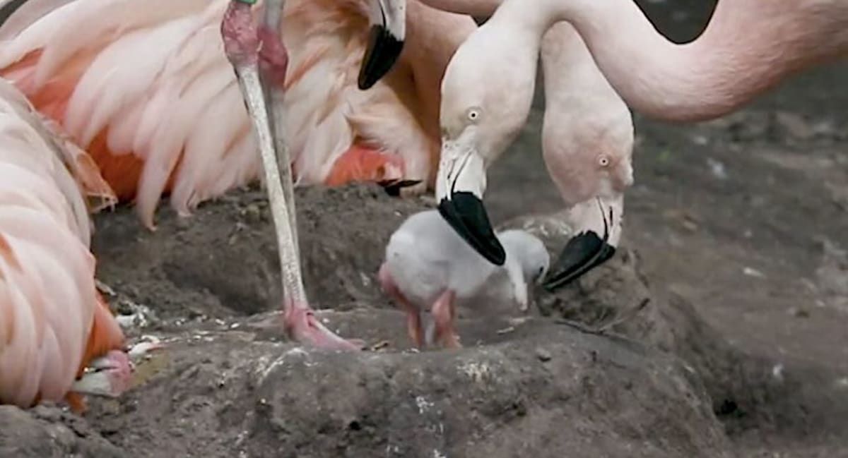 5,000 Flamingo Chicks Hatch After Turkey Lake Nearly Died