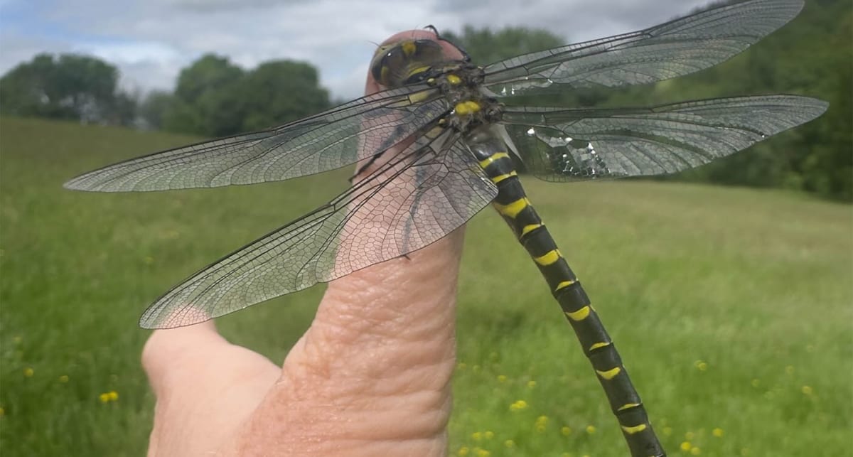 Britain's Longest Dragonfly Hitches Ride on Woman's Thumb