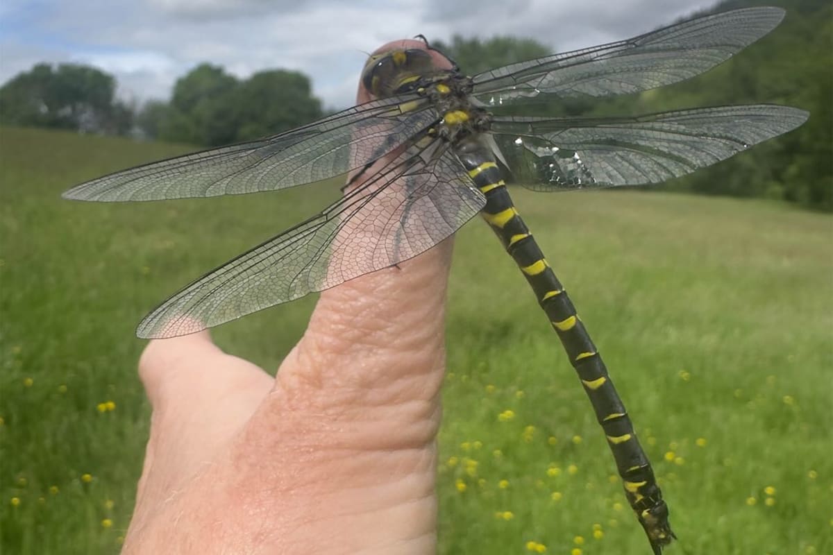 Britain's Longest Dragonfly Hitches Ride on Woman's Thumb - Image 2