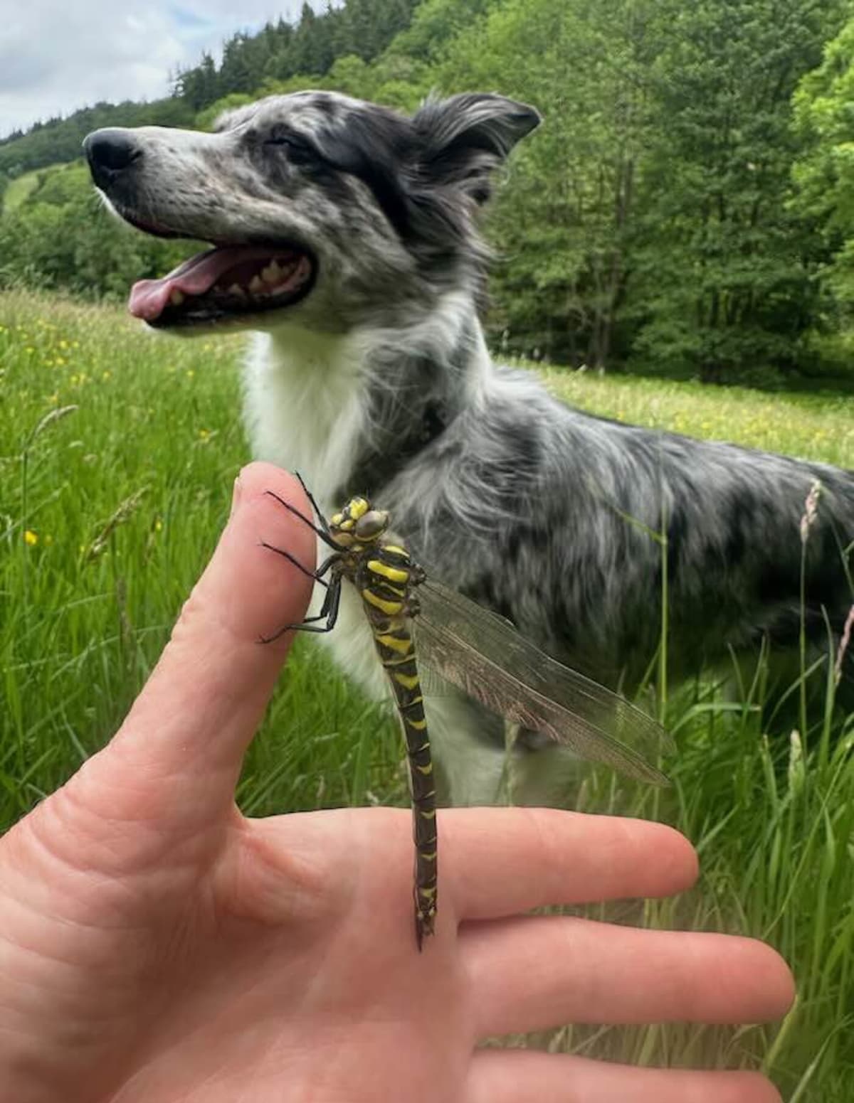 Britain's Longest Dragonfly Hitches Ride on Woman's Thumb - Image 3