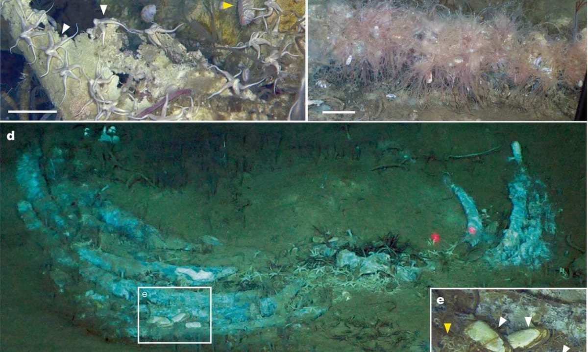Deep-sea whale skeleton surrounded by thriving community of marine life on dark ocean floor