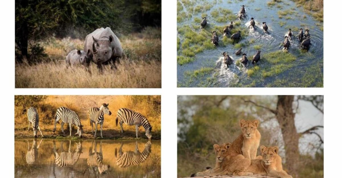 Kruger National Park Celebrates 100 Years Protecting Wildlife - Image 2