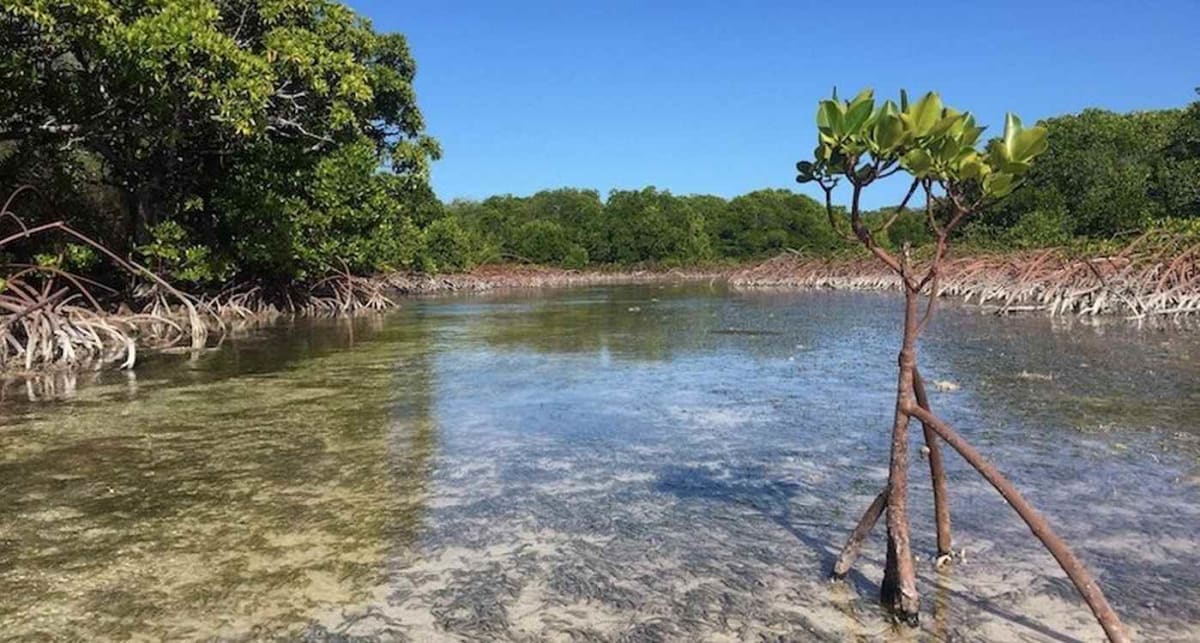 Dense green mangrove forest with tangled roots along tropical coastline under blue sky
