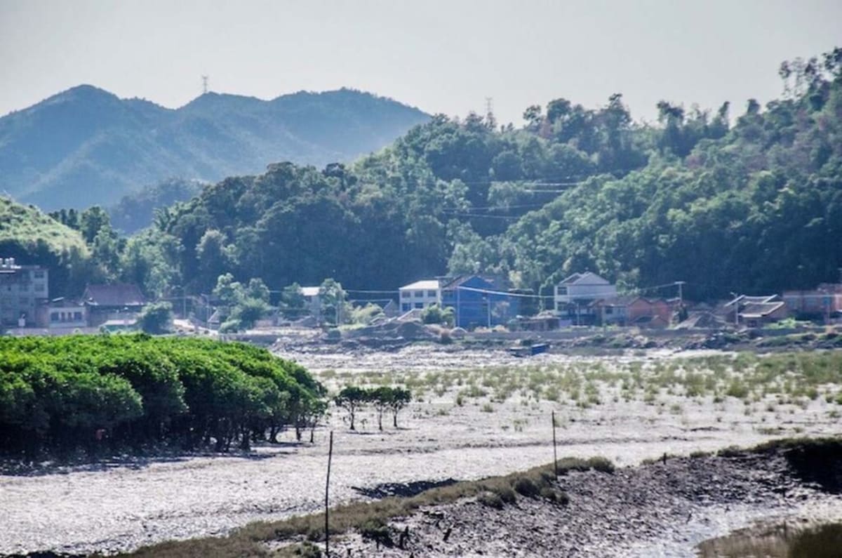 Mangrove Forests Rebound After Decades of Global Loss - Image 3