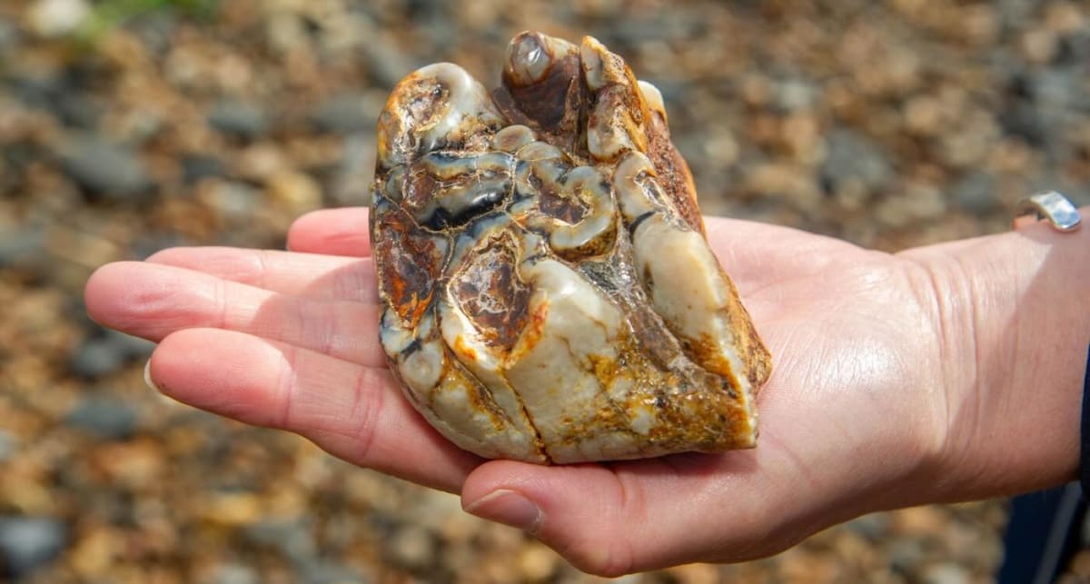 Mother holding four-inch ancient elephant molar tooth discovered on English beach by her son