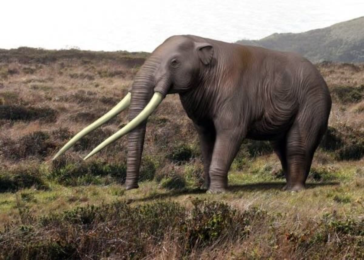 11-Year-Old Finds 2-Million-Year-Old Elephant Tooth on Beach - Image 2