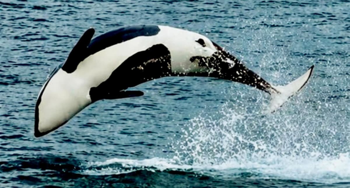 30 Orcas Spotted Off UK Coast After 40-Year Absence