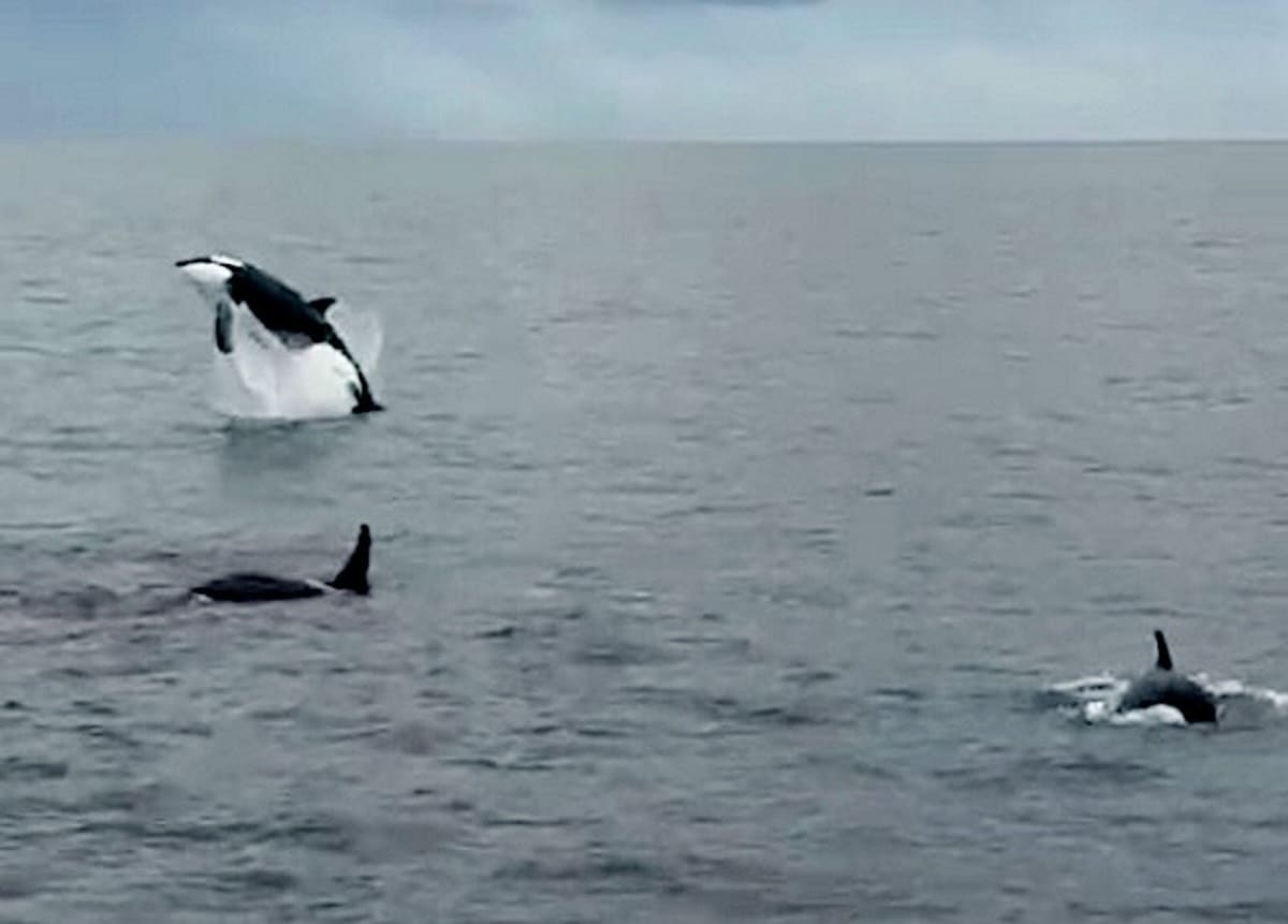 30 Orcas Spotted Off UK Coast After 40-Year Absence - Image 2