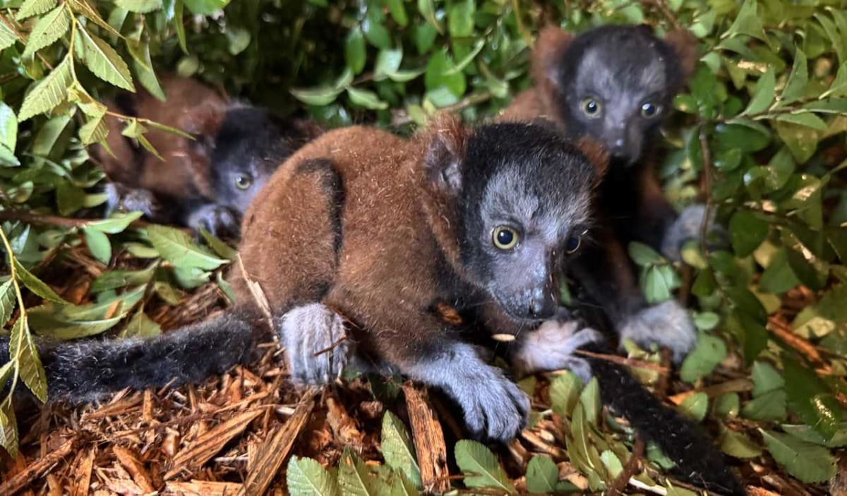 Three baby red ruffed lemurs with rust colored fuzzy fur at Wild Adventures Theme Park Georgia