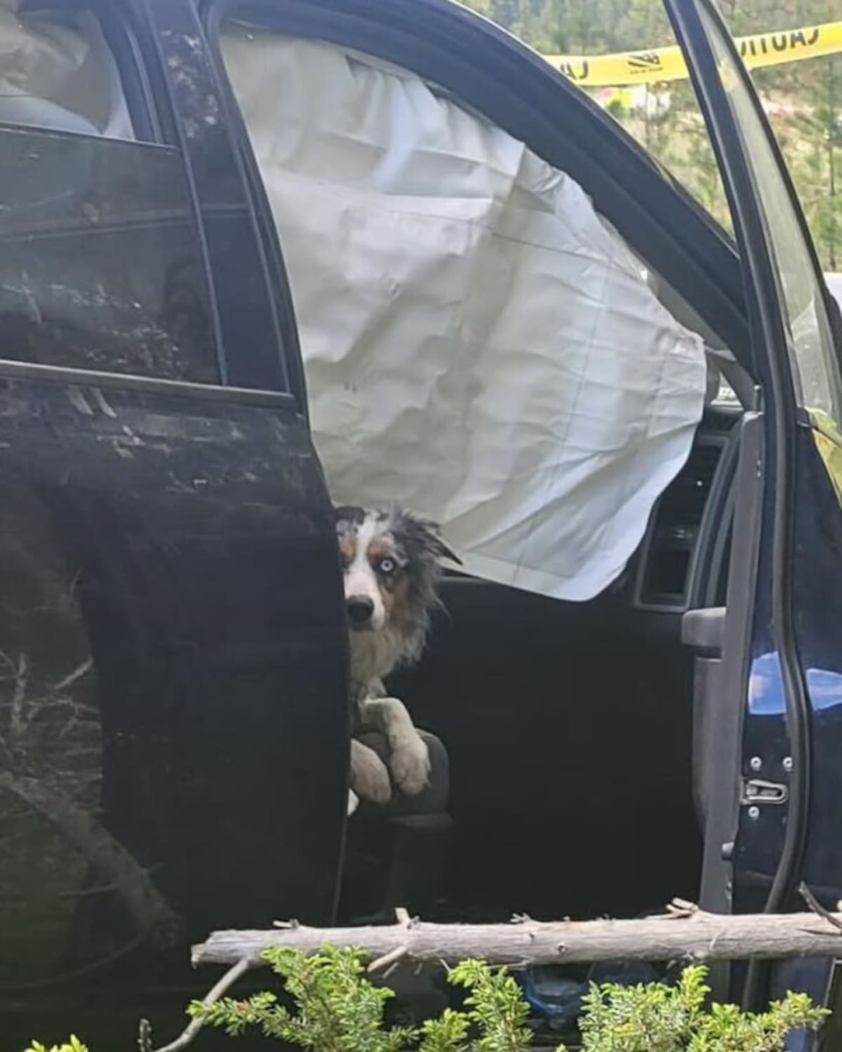 Strangers Search 4 Days to Reunite Couple with Lost Dog - Image 2