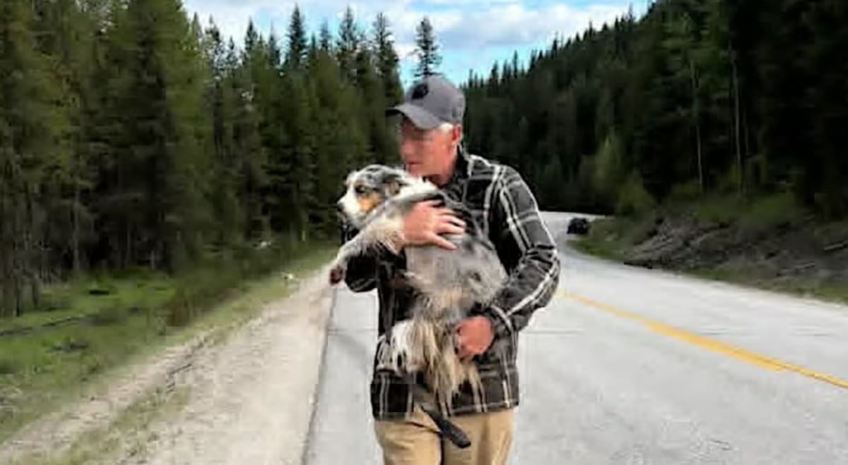 Strangers Search 4 Days to Reunite Couple with Lost Dog